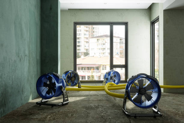 Best Mold removal after water damage  in Pearland, TX